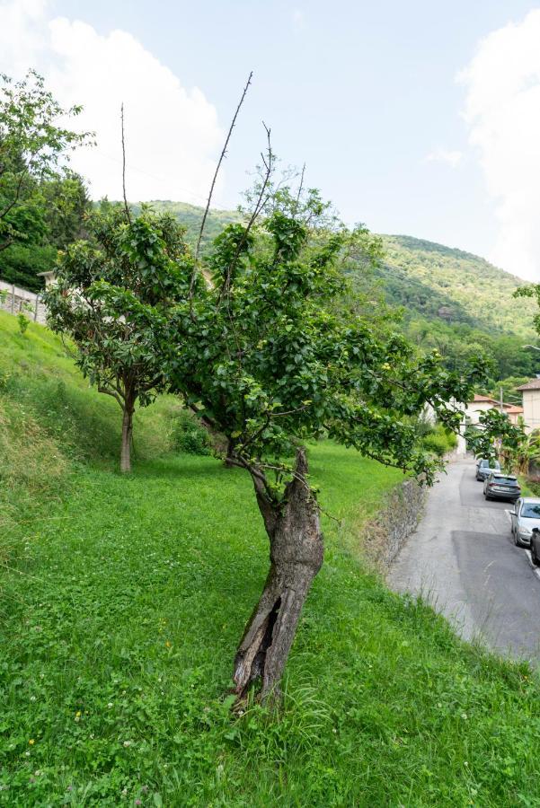 Lago Maggiore A 10 Minuti "Cascina Lavanda" Casalzuigno 外观 照片